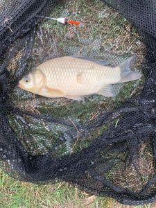 Crucian Carp
