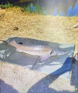 Sturgeon