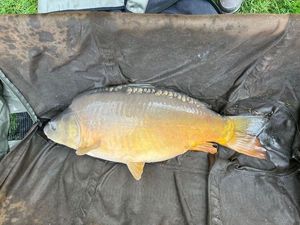 Mirror Carp
