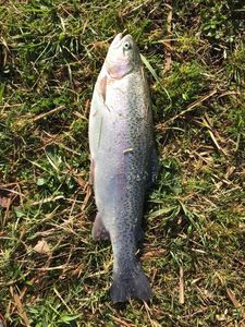 Rainbow Trout