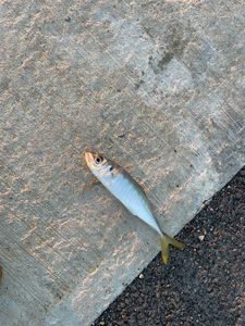 Mediterranean Horse Mackerel