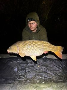 Common Carp