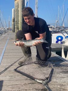 Thicklip Grey Mullet