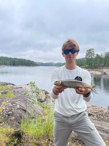 Brown Trout