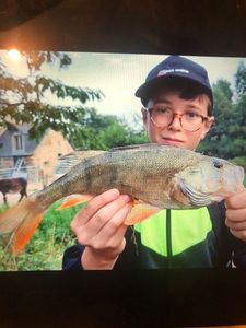 European Perch