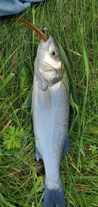 European Bass (Seabass)