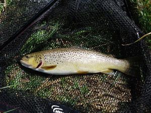 Brown Trout