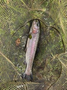 Rainbow Trout