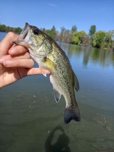 Largemouth Bass