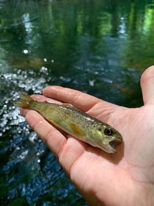 Brown Trout