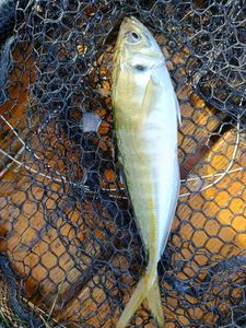 Greenback Horse Mackerel