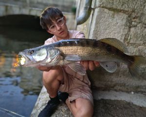 Zander