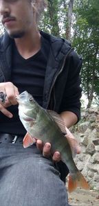 European Perch