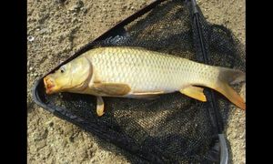 Common Carp
