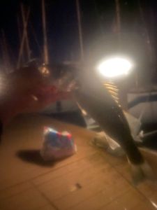 European Bass (Seabass)