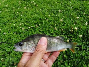 European Perch