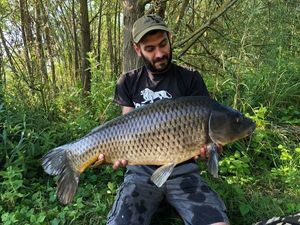 Common Carp