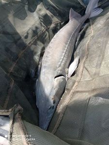 Sturgeon