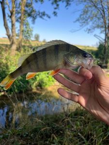 European Perch