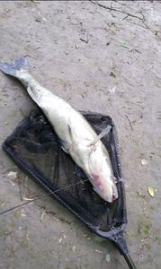 Zander