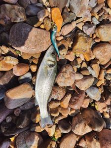 European Bass (Seabass)