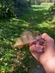European Perch