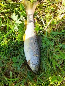 Brown Trout