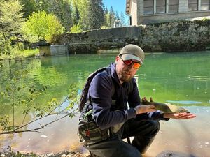 Brown Trout
