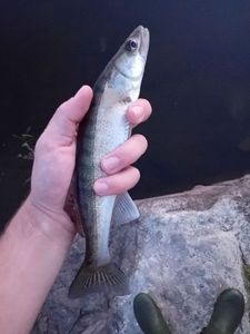Zander