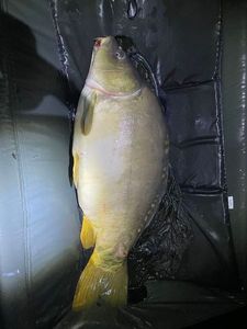 Mirror Carp