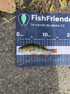European Perch