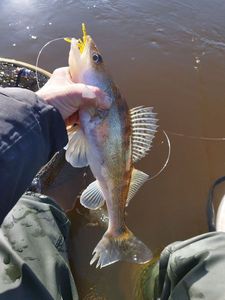 Zander