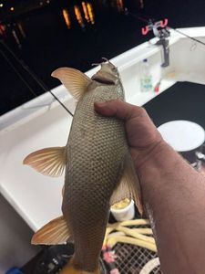 Barbel