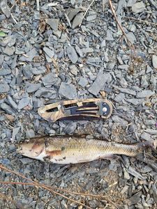 Flathead Grey Mullet