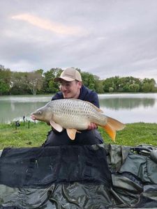 Common Carp