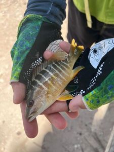 Pacific Cubera Snapper
