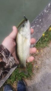 Largemouth Bass