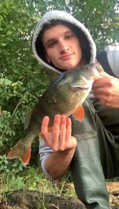 European Perch
