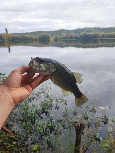 Largemouth Bass