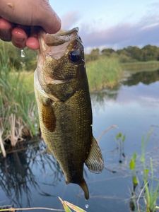 Largemouth Bass