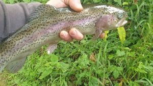 Rainbow Trout