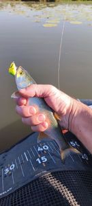 Asp