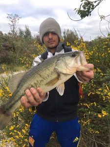Largemouth Bass
