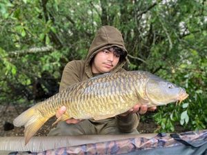 Common Carp