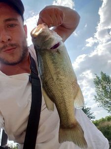 Smallmouth Bass