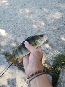 European Perch