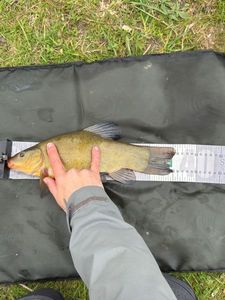 Tench