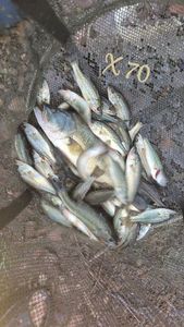 Largemouth Bass