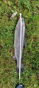 Rainbow Trout
