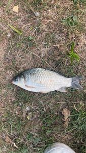 Crucian Carp